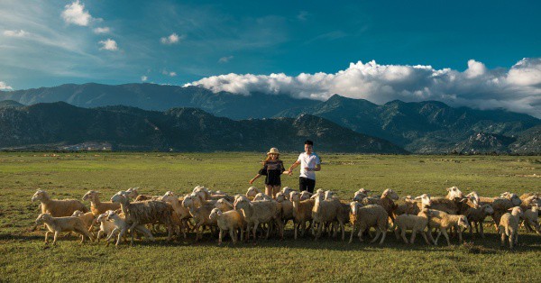Khám Phá Đồng Cừu An Hòa Ninh Thuận – Nơi In Dấu Những Bước Chân Đậm Chất  Du Mục - Phượt Hot