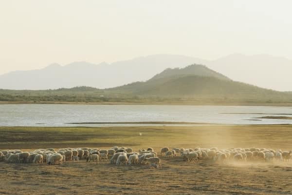 Khám Phá Đồng Cừu An Hòa Ninh Thuận – Nơi In Dấu Những Bước Chân Đậm Chất Du Mục 2 e1545231181146