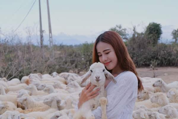 Khám Phá Đồng Cừu An Hòa Ninh Thuận – Nơi In Dấu Những Bước Chân Đậm Chất Du Mục 3 e1545231469345