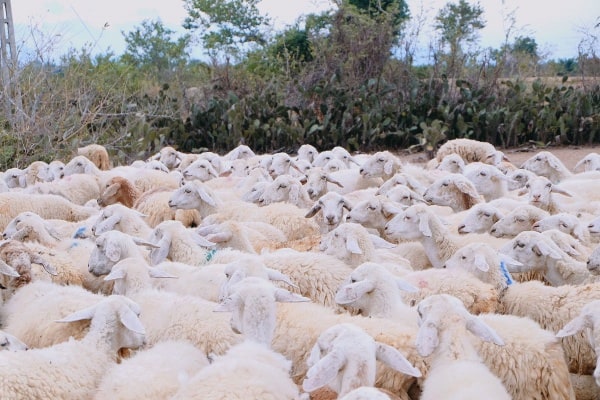 Khám Phá Đồng Cừu An Hòa Ninh Thuận – Nơi In Dấu Những Bước Chân Đậm Chất Du Mục 4 e1545231273438