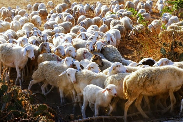 Khám Phá Đồng Cừu An Hòa Ninh Thuận – Nơi In Dấu Những Bước Chân Đậm Chất Du Mục 5 e1545231570234