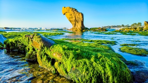 Phượt Cổ Thạch Bãi biển rêu xanh ngoài hành tinh 52 e1560562530946