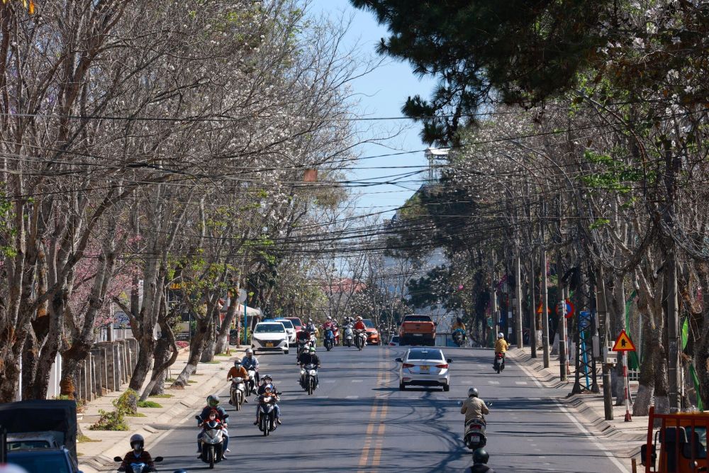 Tìm Bình Yên Giữa Mùa Hoa Ban Trắng Đà Lạt Vạn Điều Thơ