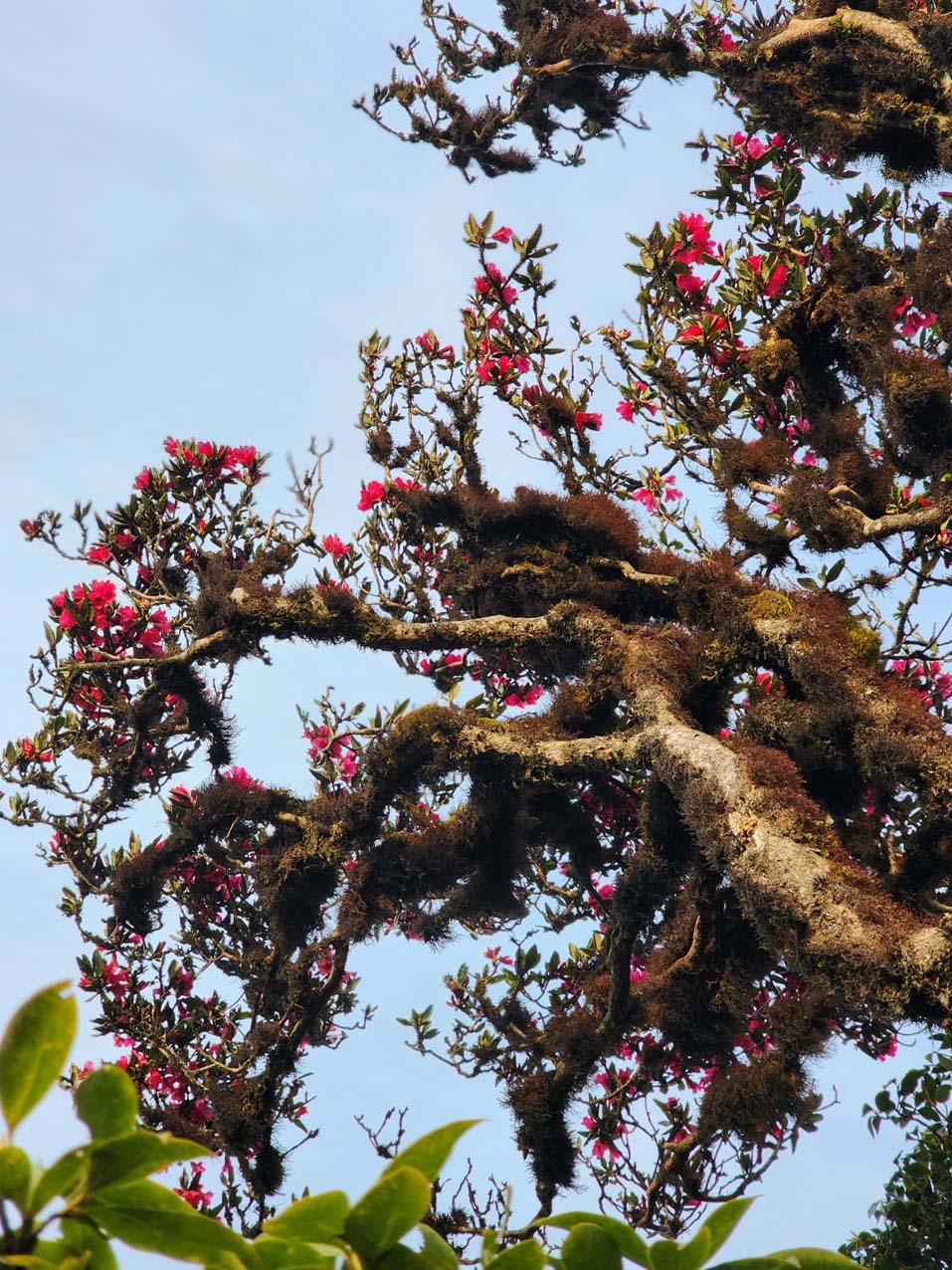 Trekking Đỉnh Sa Mu U Bò Để Khám Phá Vẻ Đẹp Hoang Dã Ma Mị 39 trekking-dinh-sa-mu-u-bo-hoang-da-ma-mi-13