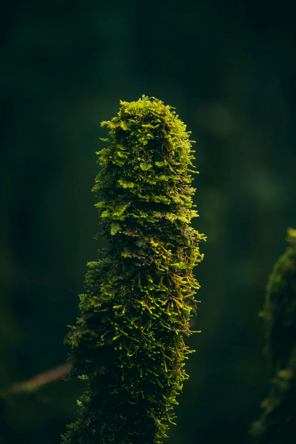 Trekking Đỉnh Sa Mu U Bò Để Khám Phá Vẻ Đẹp Hoang Dã Ma Mị 40 trekking-dinh-sa-mu-u-bo-hoang-da-ma-mi-15