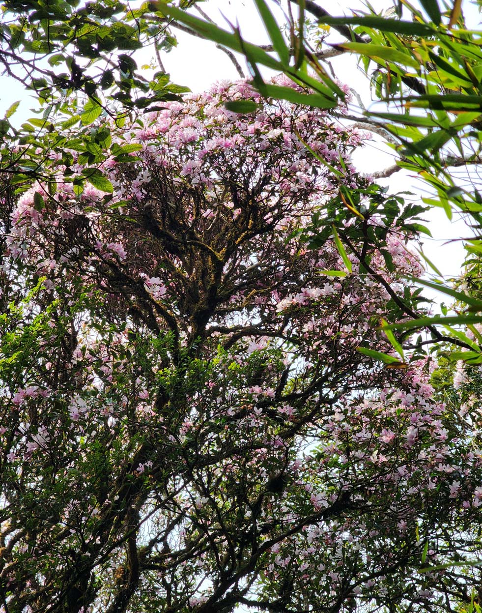 Trekking Đỉnh Sa Mu U Bò Để Khám Phá Vẻ Đẹp Hoang Dã Ma Mị 43 trekking-dinh-sa-mu-u-bo-hoang-da-ma-mi-16