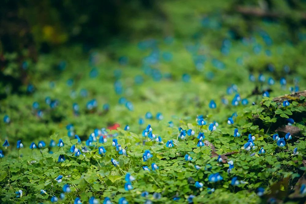 Trekking Đỉnh Sa Mu U Bò Để Khám Phá Vẻ Đẹp Hoang Dã Ma Mị 34 trekking-dinh-sa-mu-u-bo-hoang-da-ma-mi-2