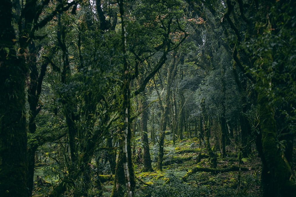 Trekking Đỉnh Sa Mu U Bò Để Khám Phá Vẻ Đẹp Hoang Dã Ma Mị 35 trekking-dinh-sa-mu-u-bo-hoang-da-ma-mi-7