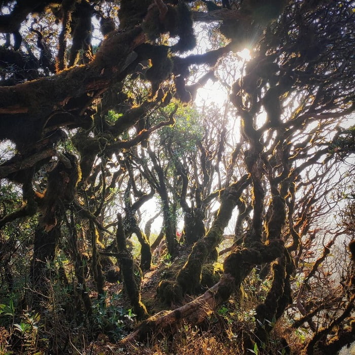 Trekking Đỉnh Sa Mu U Bò Để Khám Phá Vẻ Đẹp Hoang Dã Ma Mị 38 trekking-dinh-sa-mu-u-bo-hoang-da-ma-mi-8